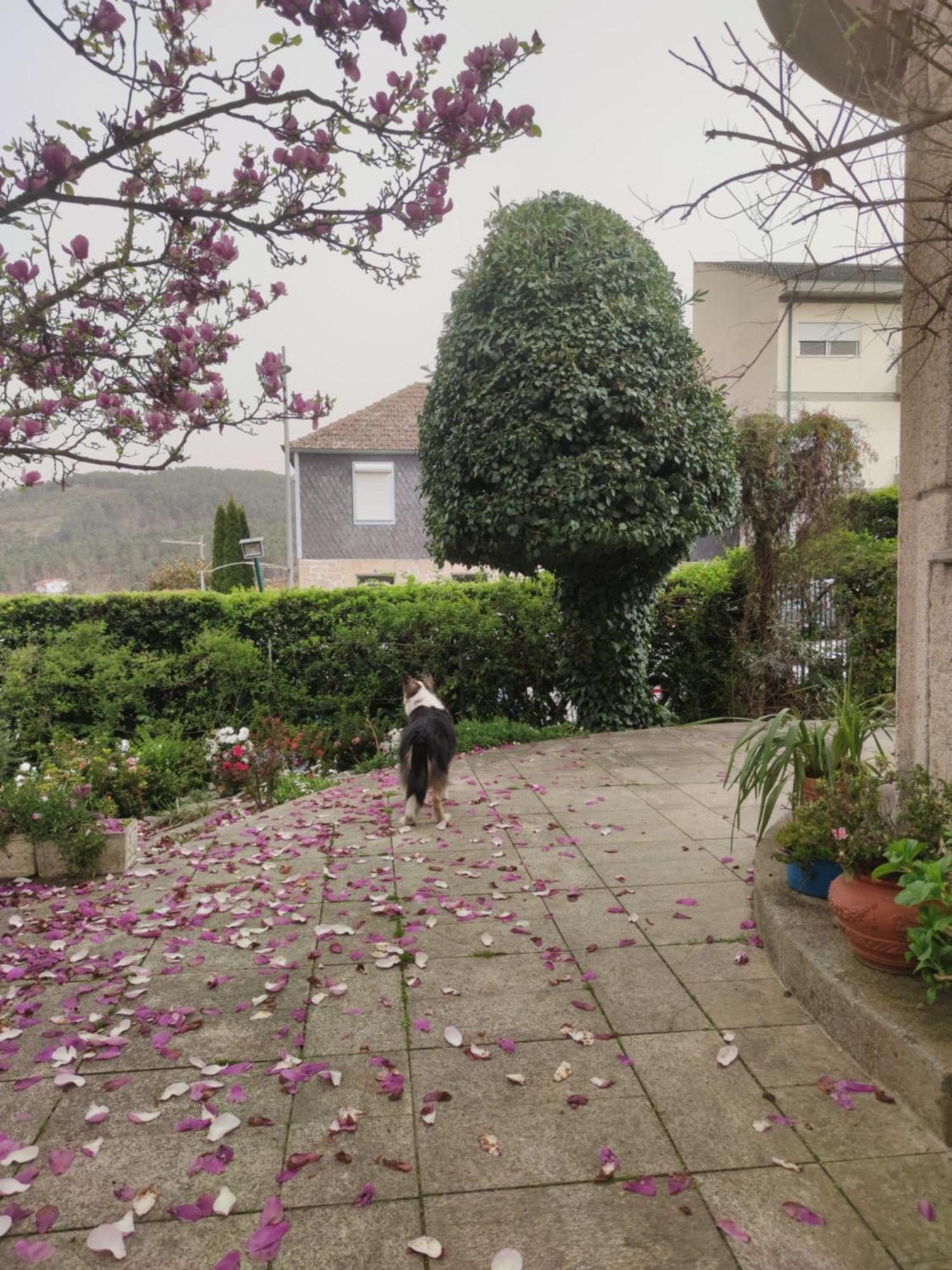 Real Santo Antonio Guest House Tarouca 外观 照片